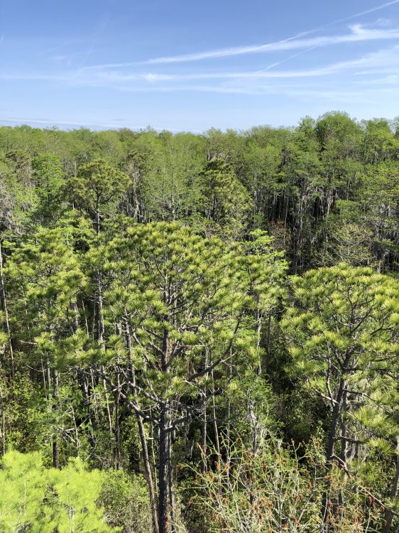 Обои растительность, природа, окружающая среда, растительное сообщество, природный заповедник в разрешении 1536x2048