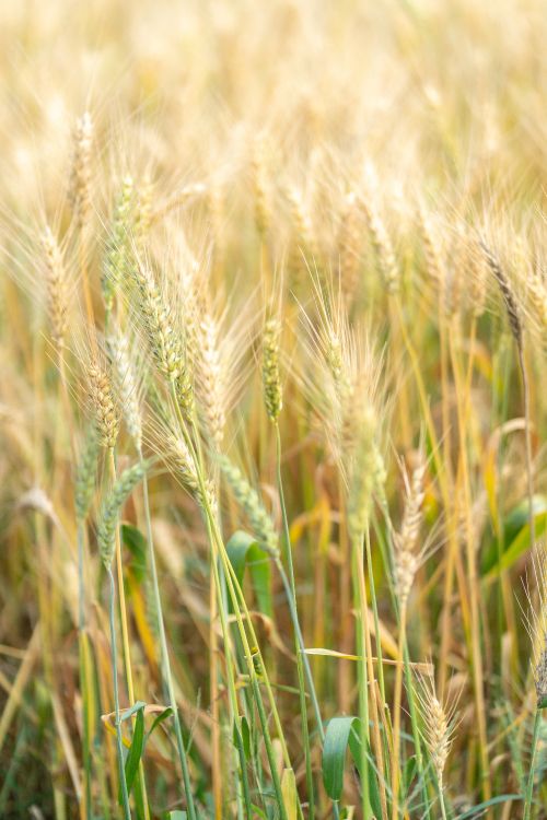 Обои ячмень, продовольственное зерно, Einkorn пшеницы, рожь, ячменя в разрешении 4000x6000