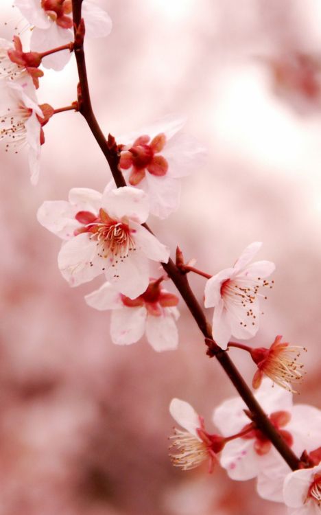 Обои расцвет, цветение вишни, цветок, ветвь, весна в разрешении 1200x1920