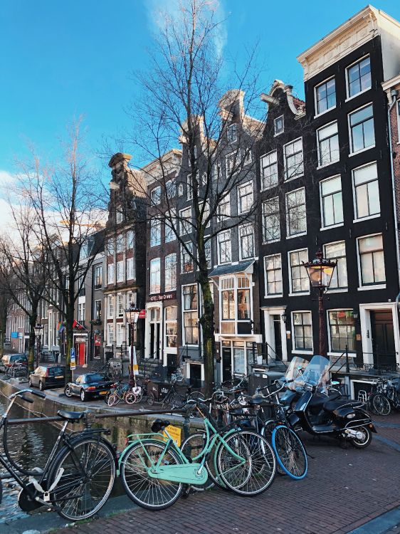 Обои дерево, велосипед, соседство, водный путь, городок в разрешении 3024x4032