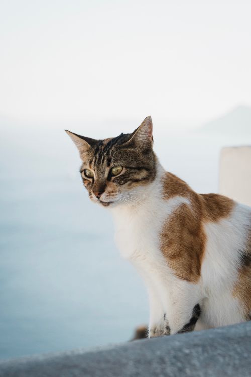 Обои кот, эгейская кошка, бакенбарды, кошачьих, американская жесткошерстная кошка в разрешении 2761x4141