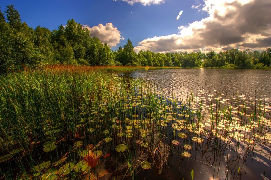 Обои Таллинн, природа, отражение, растительность, вода в разрешении 3474x2314