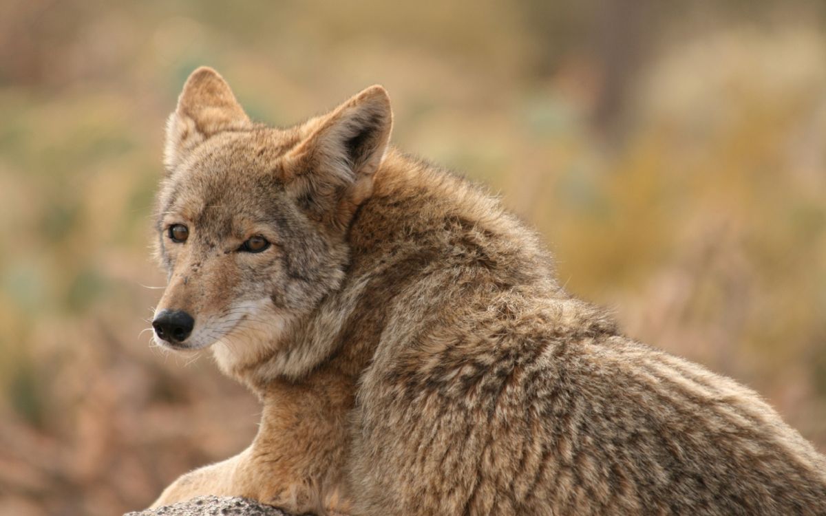 Обои Койот, живая природа, шакал, фауна, мех в разрешении 1920x1200