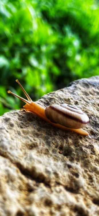 Обои улитка, schnecken, наземные животные, наука, биология в разрешении 1420x3073