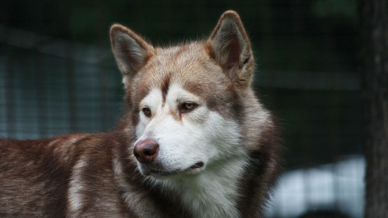 Обои Себирская Хаски, аляскинский маламут, пес, Псовые, волчьей собаки сарлоса в разрешении 2048x1152