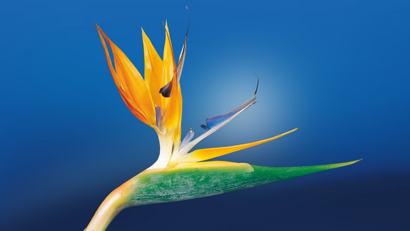 Обои цветок, растение, ботаники, райская птица, геликония в разрешении 3840x2160