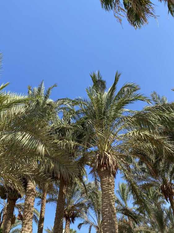 Обои Бабассу, финиковая пальма, растительность, древесные растения, наземное растение в разрешении 1536x2048