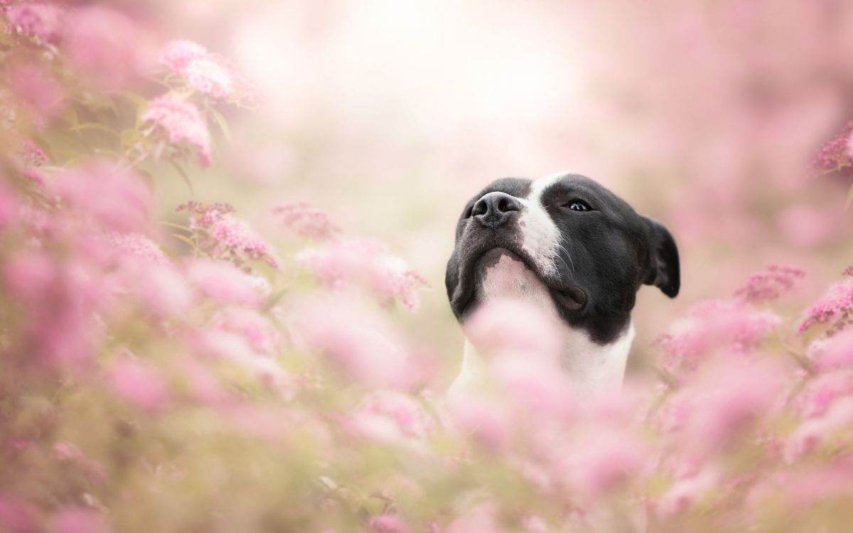 Обои цветок, собака породы, пес, щенок, морда в разрешении 2000x1250