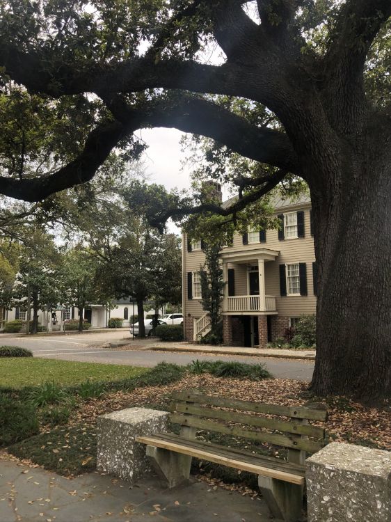 Обои дерево, ветвь, древесные растения, листопадные, парк в разрешении 1536x2048