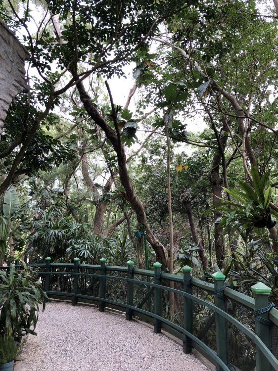 Обои дерево, цветочный горшок, забор, комнатное растение, мост в разрешении 1536x2048