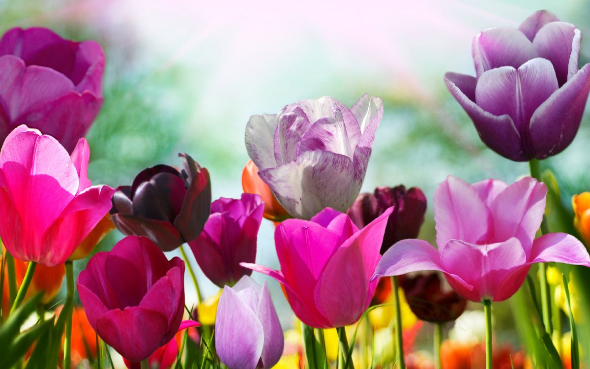 Обои весна, цветок, цветковое растение, лепесток, тюльпаны в разрешении 3840x2400