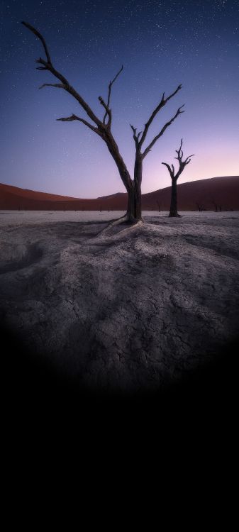 Обои атмосфера, растение, природный ландшафт, ветвь, древесина в разрешении 1080x2400