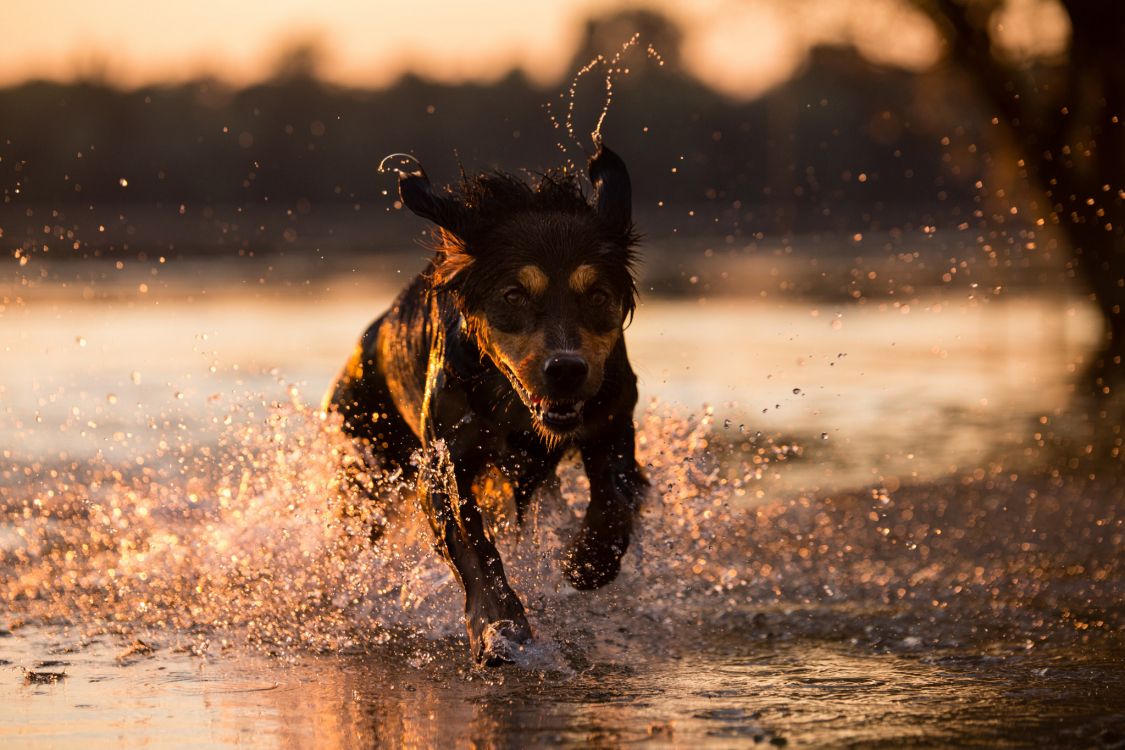 Обои пес, собака породы, Мустанг, морда, порода в разрешении 2048x1365