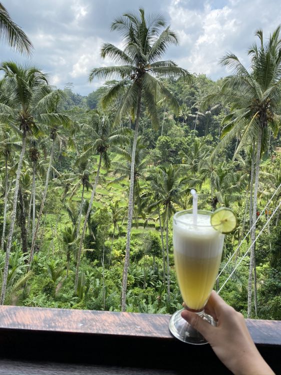 Обои Кокос, вода, пальмовые рощи, наука, биология в разрешении 1536x2048