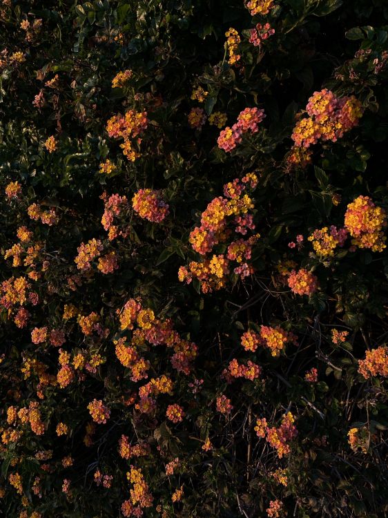 Обои цветок, цветковое растение, биология, физика, наука в разрешении 1536x2048