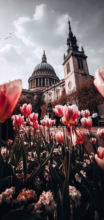 Обои Собор Святого Павла, башня святого эльсинга шпиталь, цветок, растение, мир в разрешении 1421x3000