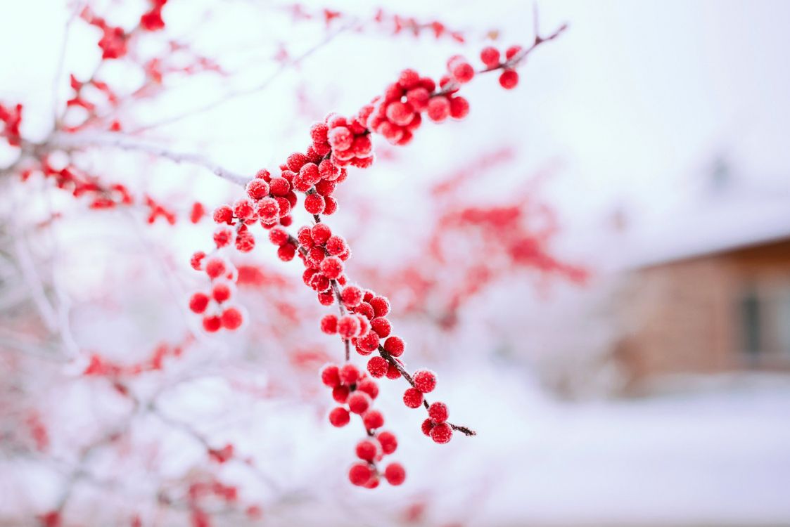 Обои зима, красный цвет, дерево, ветвь, замораживание в разрешении 2000x1335