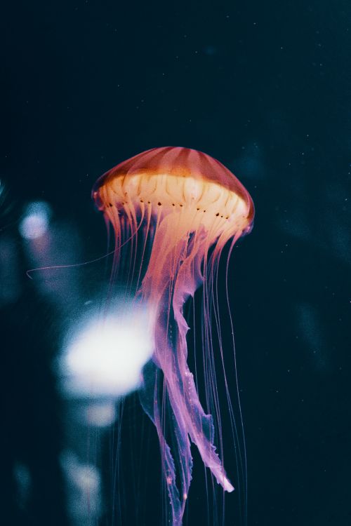 Обои беспозвоночных, Медуза, cnidaria, морские беспозвоночные, вода в разрешении 3935x5902