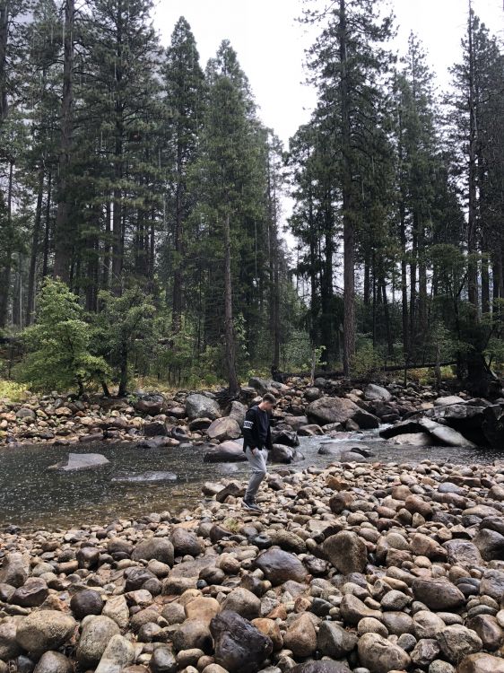 Обои дикая местность, рок, дерево, русло ручья, коренная порода в разрешении 1536x2048