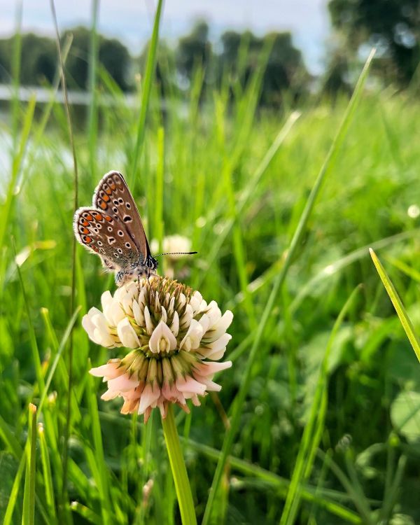 Обои Флора, беспозвоночных, насекомое, членистоногое, опылитель в разрешении 2534x3167