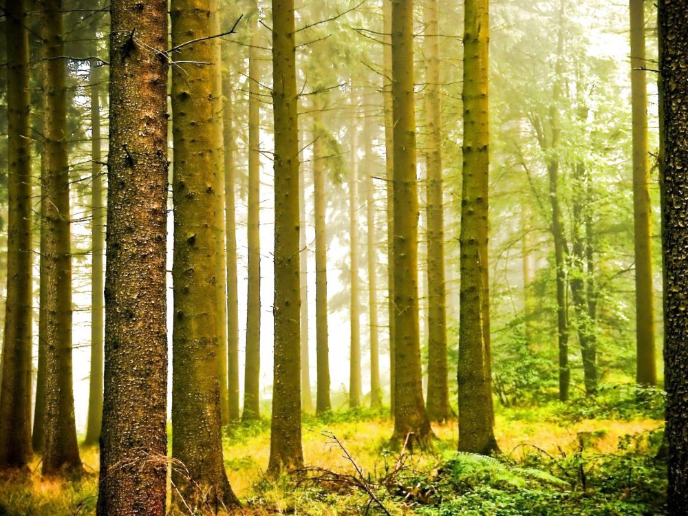 Обои природа, пейзаж, дерево, лес, лесистая местность в разрешении 1920x1440