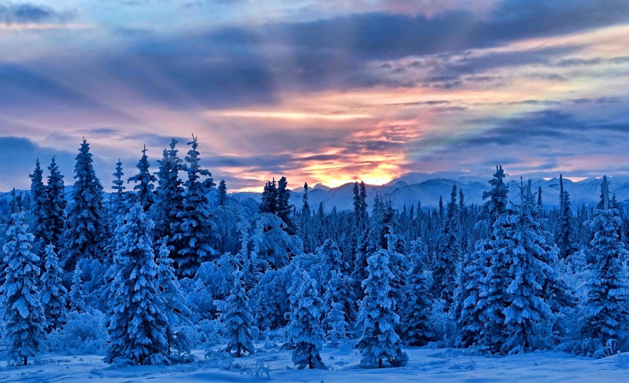 Обои зима, снег, дерево, замораживание, дикая местность в разрешении 3443x2093
