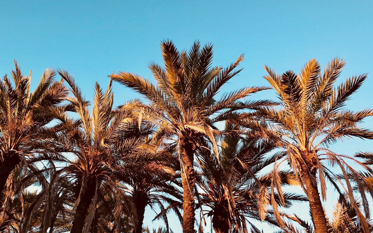 Обои пальмовые рощи, дерево, Пальма, растение, семейство травы в разрешении 2560x1600