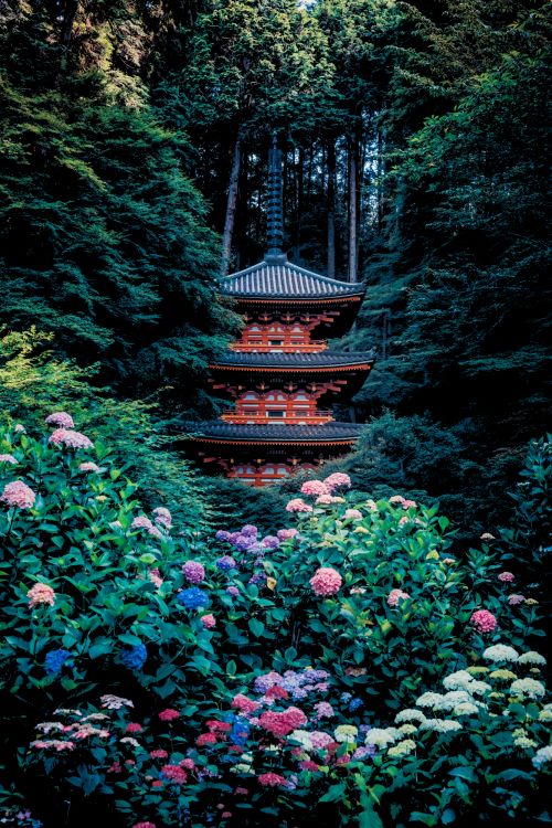 Обои гансэндзи, смешной, растение, цветок, лист в разрешении 1334x2000