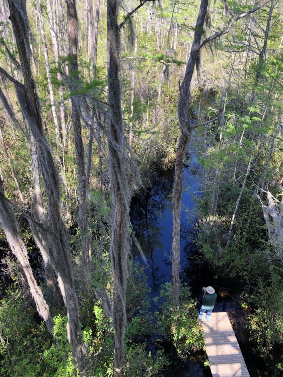Обои природный заповедник, вода, растительность, природа, окружающая среда в разрешении 2955x3940