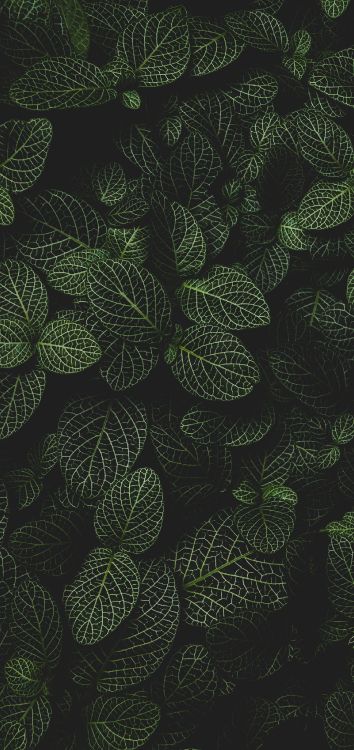 Обои круг, наземное растение, симметрия, узор, цветковое растение в разрешении 1514x3200