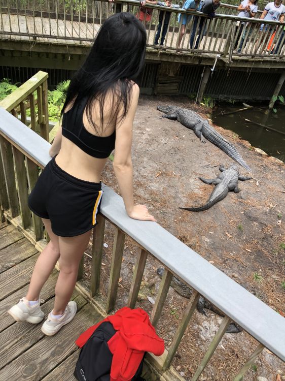 Обои крокодил, одежда, человеческое тело, биология, наука в разрешении 1536x2048