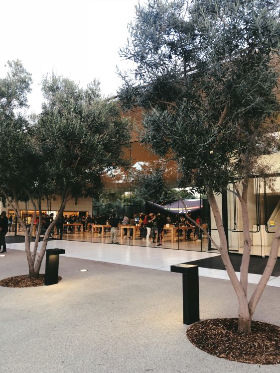 Обои дерево, наука, биология, контейнер для отходов в разрешении 3024x4032