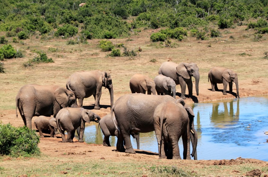 Обои Слон, наземные животные, живая природа, слоны и мамонты, стадо в разрешении 4170x2756