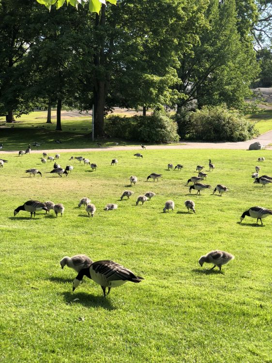 Обои экосистема, трава, наука, птица, природный ландшафт в разрешении 1536x2048
