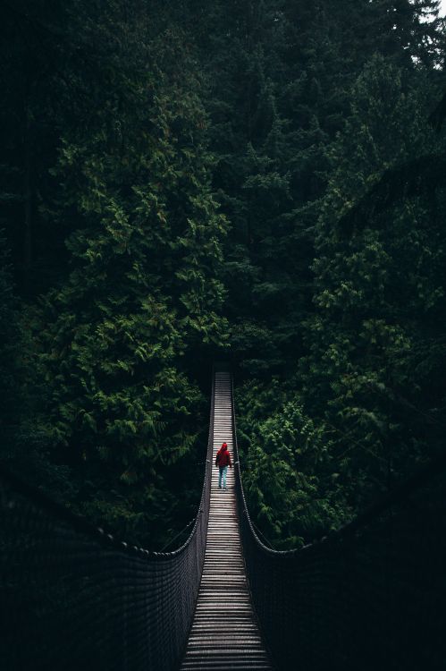 Обои природа, подвесной мост, дерево, зеленый, природный ландшафт в разрешении 3804x5706