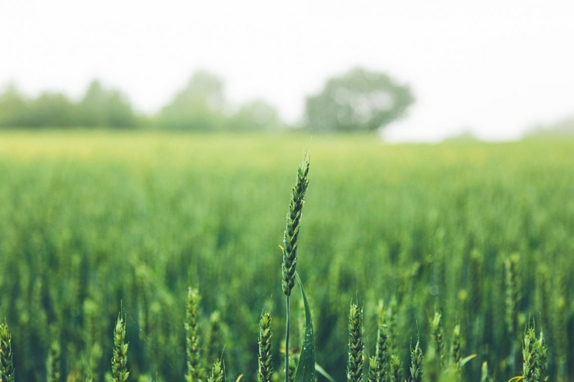 Обои поле, пшеница, природа, урожай, семейство травы в разрешении 1920x1279