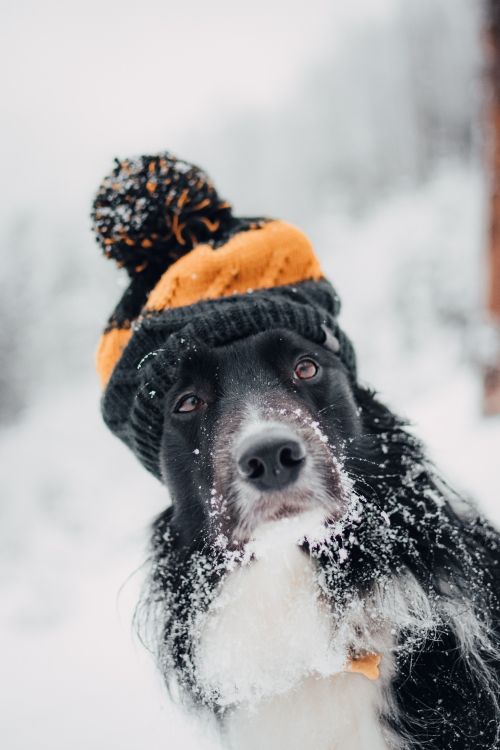 Обои пес, Псовые, снег, собака породы, морда в разрешении 3768x5652