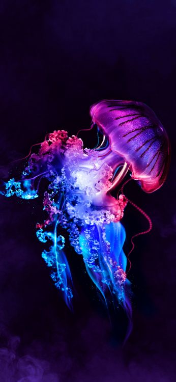 Обои Медуза, Кафр Эль-Шейх, голова, человек, развлечение в разрешении 1080x2340