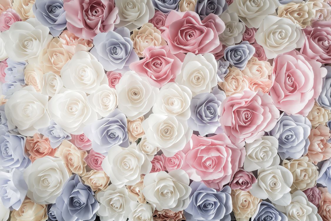 Обои Роза, цветок, сад роз, срезанные цветы, розовый в разрешении 6556x4370
