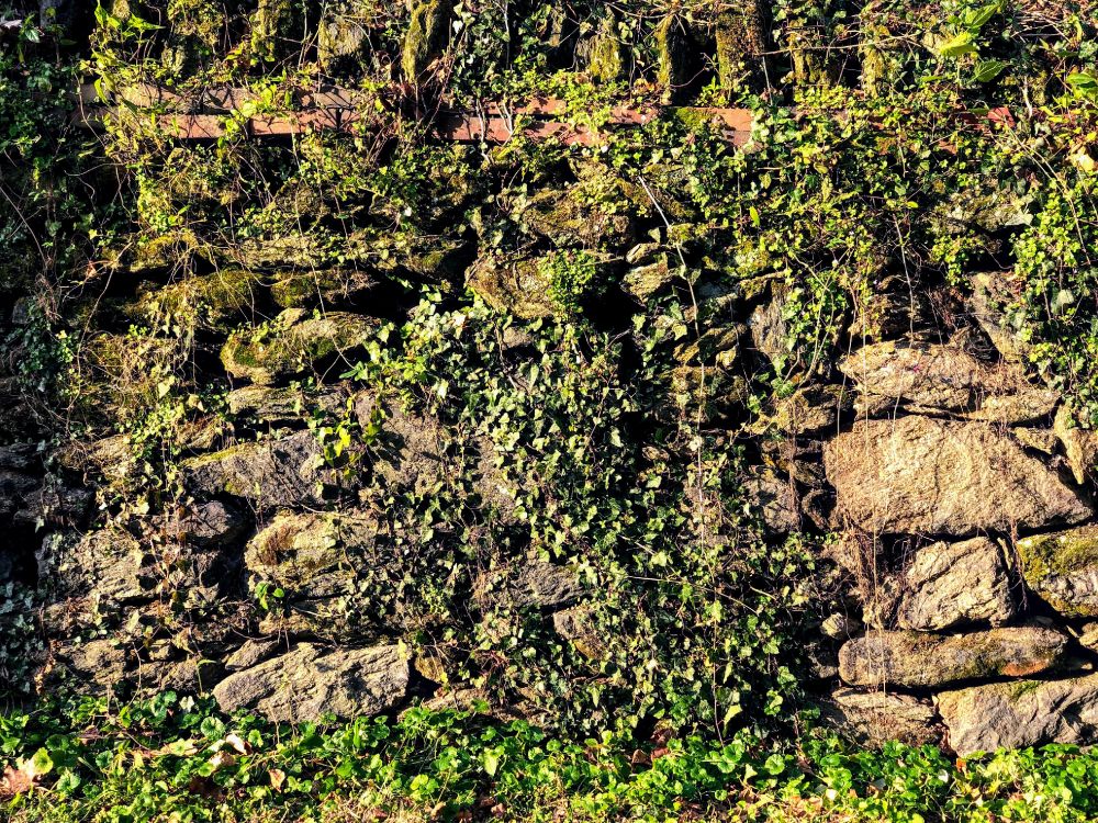 Обои растительность, обнажение, кустарник, растительное сообщество, растение в разрешении 4032x3024