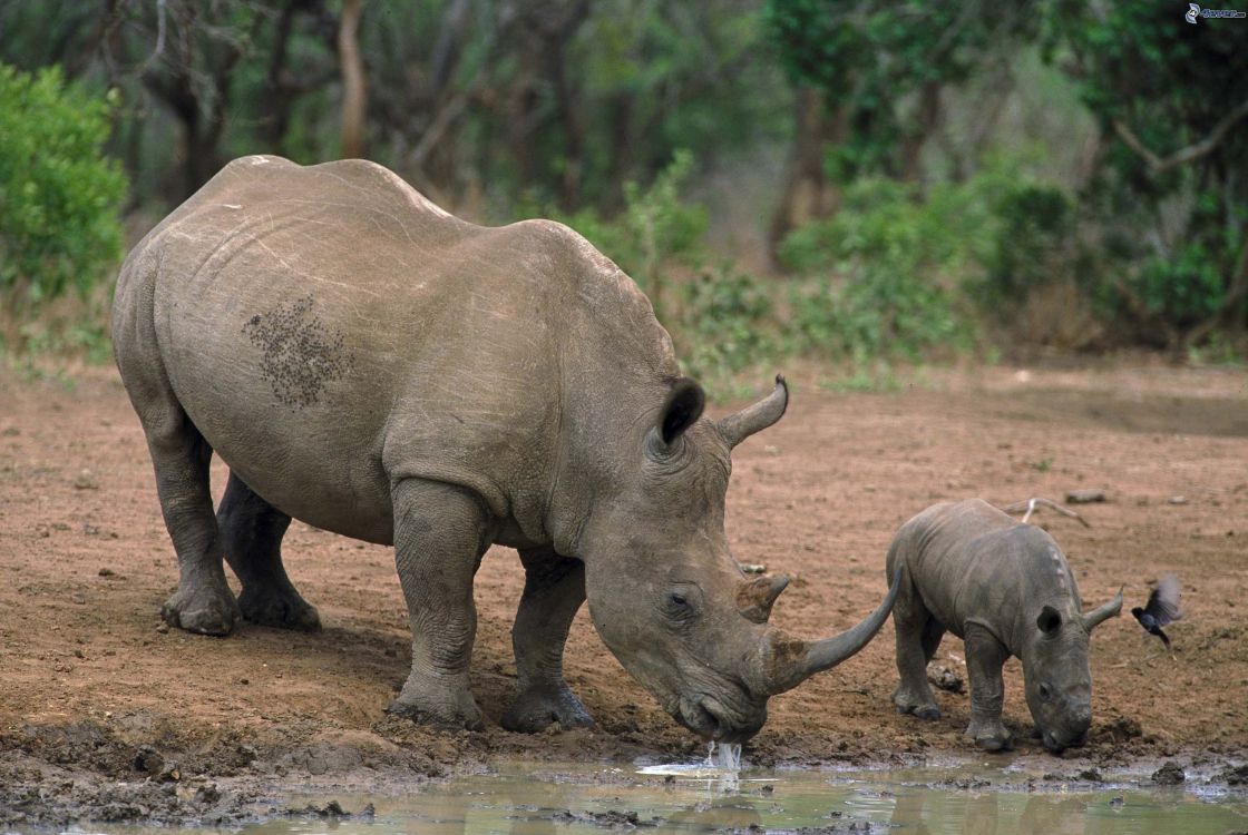 Обои носорог, Лев, большая пятерка игры, белый носорог, сафари в разрешении 3060x2048