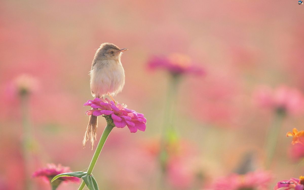 Обои птица, розовый, клюв, цветок, растение в разрешении 2560x1600