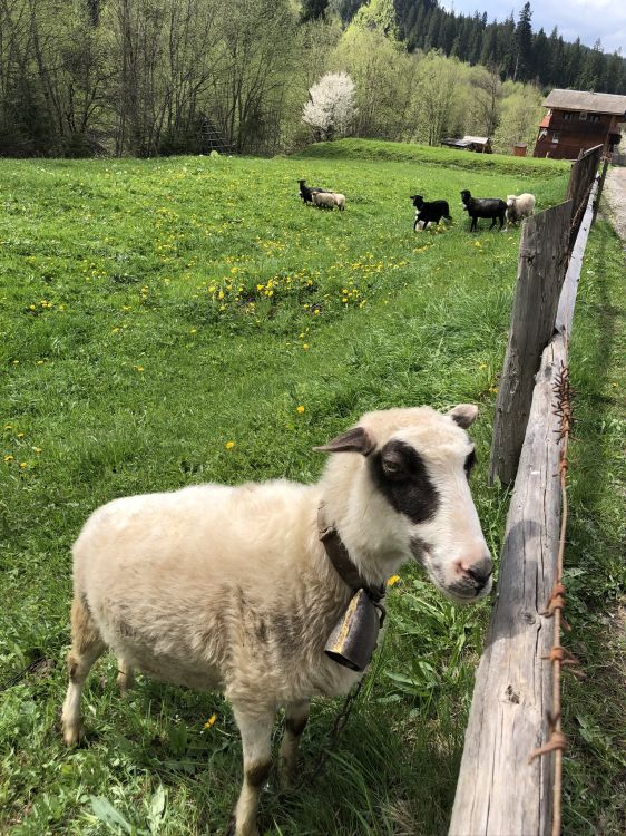 Обои Карпаты, овца, пастбище, коза, выгон в разрешении 1536x2048