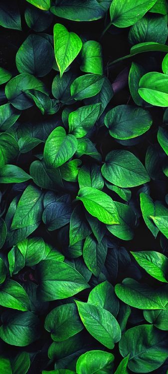 Обои растение, лист, наземное растение, почвопокровная, цветковое растение в разрешении 1080x2400