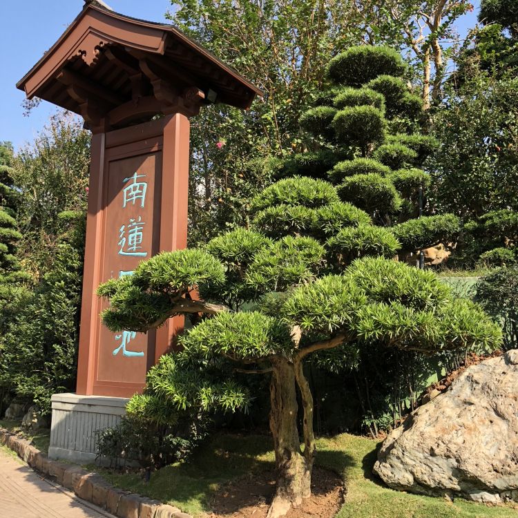 Обои Гонконг, дерево, растение, сад, вечнозеленое растение в разрешении 1772x1772