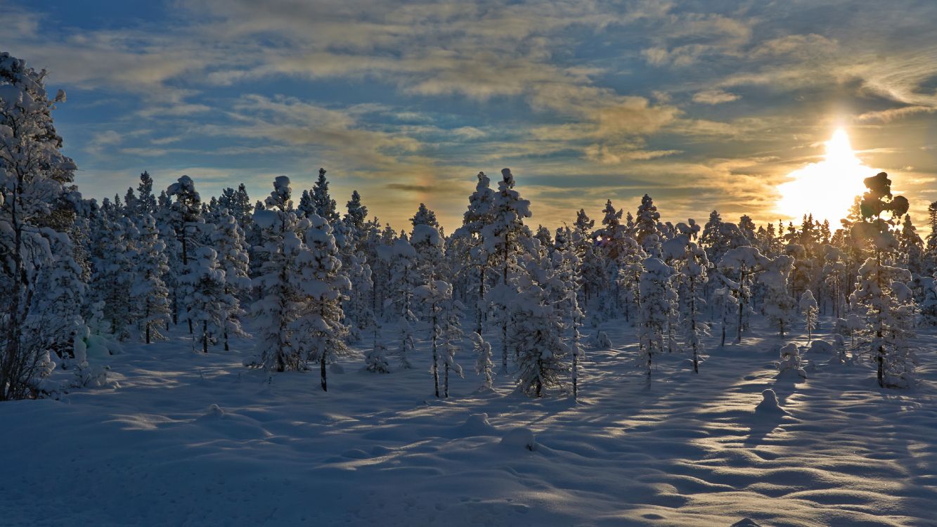 Обои снег, зима, дерево, замораживание, тундра в разрешении 4559x2564