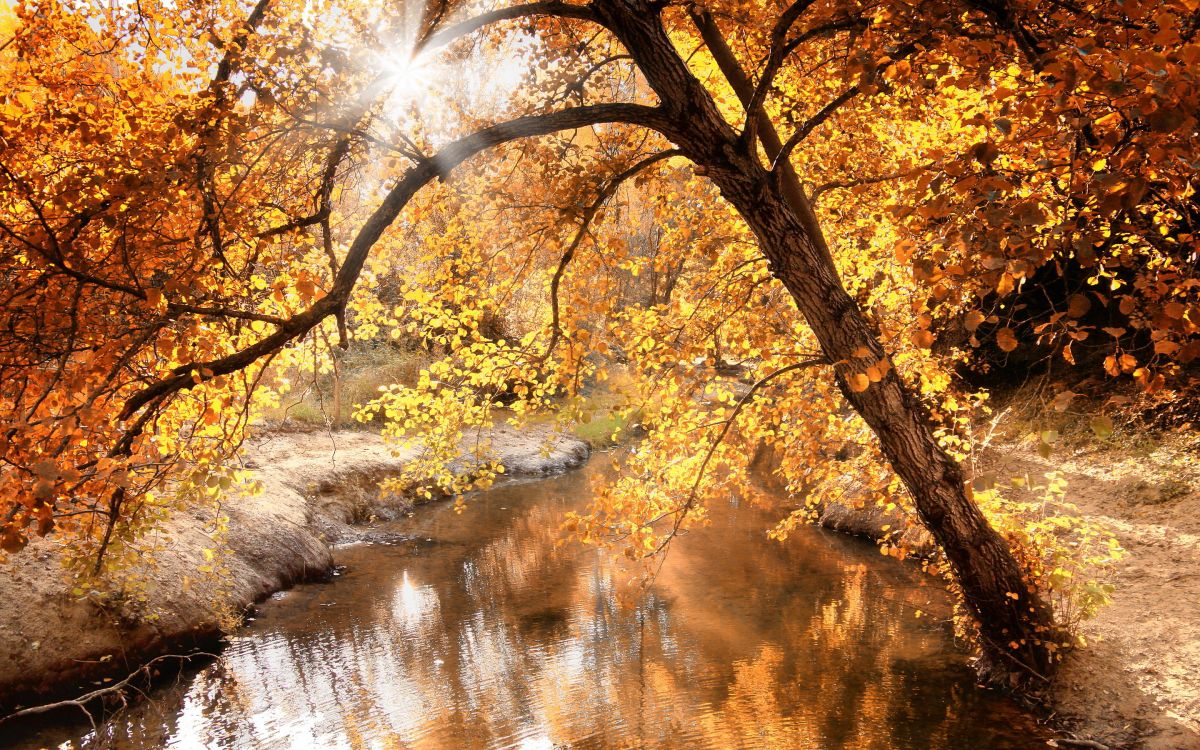 Обои природа, осень, дерево, лист, вода в разрешении 2880x1800