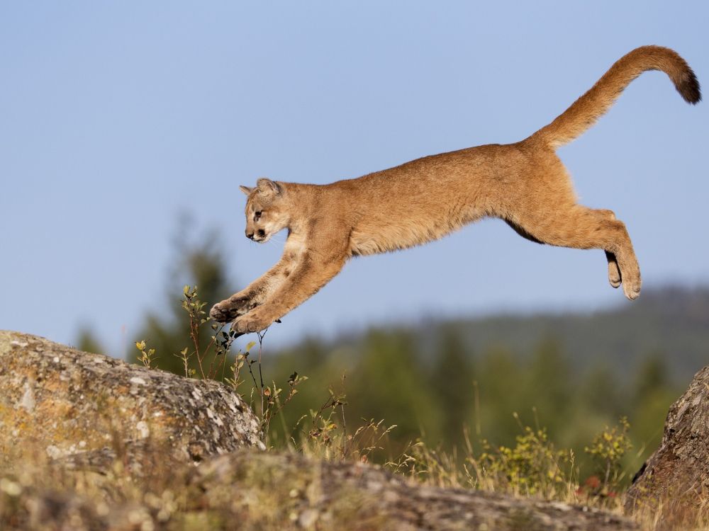 Обои кошачьих, большая кошка, живая природа, наземные животные, Пума в разрешении 2048x1536