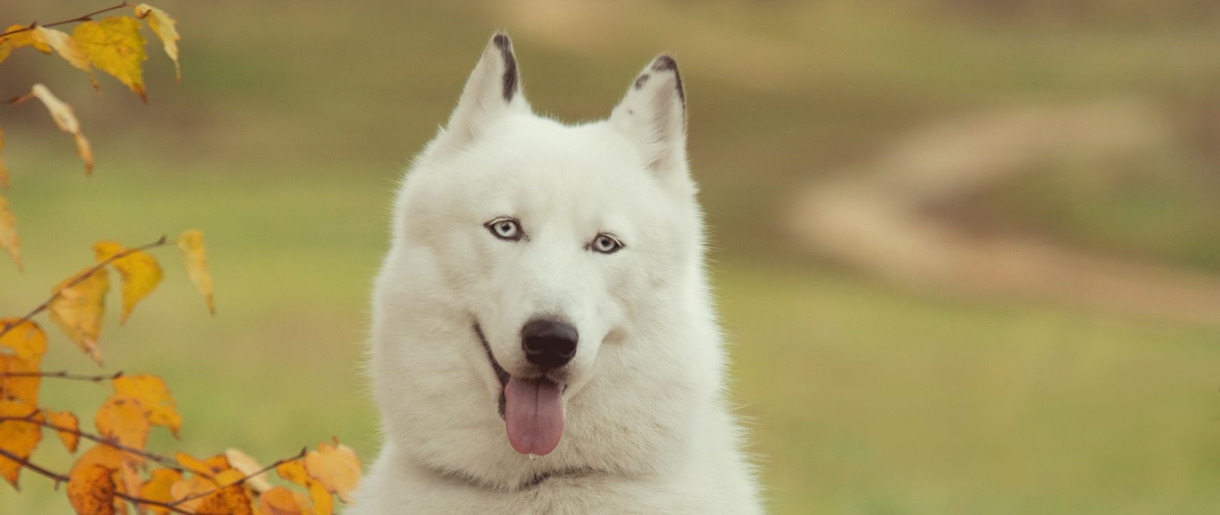 Обои Себирская Хаски, хаски, пес, собака породы, Бергер Блан Suisse в в разрешении 2560x1080