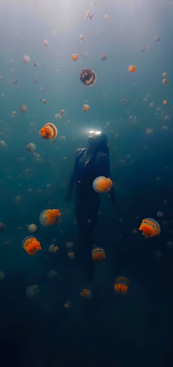 Обои подземные воды, коралловый риф, морская биология, коралловый риф рыбы, вода в разрешении 1421x3000